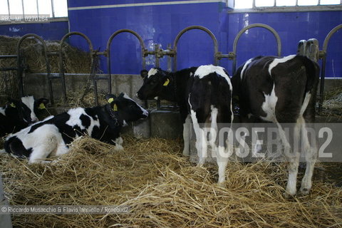 Castel Gandolfo, Rome May 20 2005 Cows on the Farm of Pontifical Villas of Castel Gandolfo the summer residence of the Pope.  ©Riccardo Musacchio & Flavio Ianniello/Rosebud2