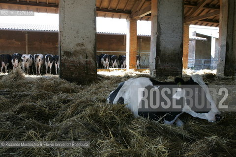 Castel Gandolfo, Rome May 20 2005 Cows on the Farm of Pontifical Villas of Castel Gandolfo the summer residence of the Pope.  ©Riccardo Musacchio & Flavio Ianniello/Rosebud2