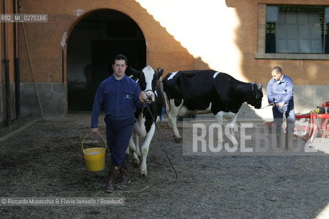 Castel Gandolfo, Rome May 20 2005 Cows on the Farm of Pontifical Villas of Castel Gandolfo the summer residence of the Pope.  ©Riccardo Musacchio & Flavio Ianniello/Rosebud2