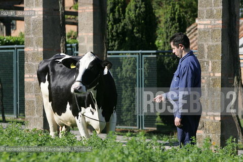 Castel Gandolfo, Rome May 20 2005 Cows on the Farm of Pontifical Villas of Castel Gandolfo the summer residence of the Pope.  ©Riccardo Musacchio & Flavio Ianniello/Rosebud2