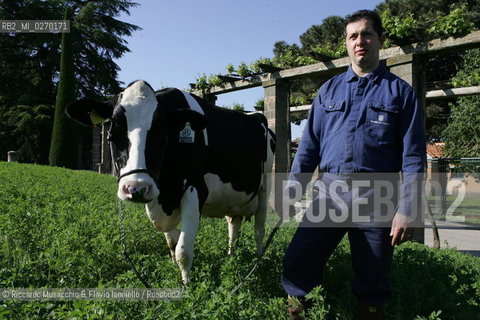 Castel Gandolfo, Rome May 20 2005 Cows on the Farm of Pontifical Villas of Castel Gandolfo the summer residence of the Pope.  ©Riccardo Musacchio & Flavio Ianniello/Rosebud2