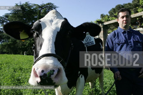 Castel Gandolfo, Rome May 20 2005 Cows on the Farm of Pontifical Villas of Castel Gandolfo the summer residence of the Pope.  ©Riccardo Musacchio & Flavio Ianniello/Rosebud2