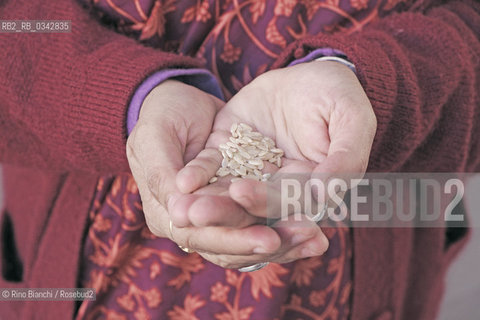 Rome October 24, 2015..The hands of Vandana Shiva with rice grains, photographed in Rome/Le mani di Vandana Shiva con chicchi di riso, fotografate a Roma..Photo: RINO BIANCHI ©Rino Bianchi/Rosebud2