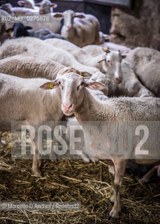 18 May 2013, San Gregorio Matese (CE): sheeps and goats. in a fold. pecore e capre in un ovile. ©Marcello DAndrea/Rosebud2