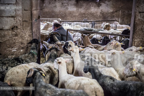 18 May 2013, San Gregorio Matese (CE): sheeps and goats. in a fold. pecore e capre in un ovile. ©Marcello DAndrea/Rosebud2