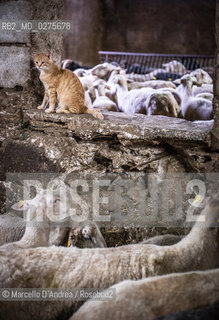 18 May 2013, San Gregorio Matese (CE): sheeps and goats. in a fold. pecore e capre in un ovile. ©Marcello DAndrea/Rosebud2