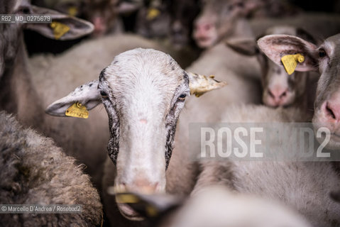 18 May 2013, San Gregorio Matese (CE): sheeps and goats. in a fold. pecore e capre in un ovile. ©Marcello DAndrea/Rosebud2