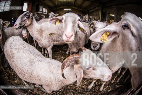 18 May 2013, San Gregorio Matese (CE): sheeps and goats. in a fold. pecore e capre in un ovile. ©Marcello DAndrea/Rosebud2