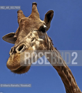 giraffa giraffe ©Alberto Ramella/Rosebud2