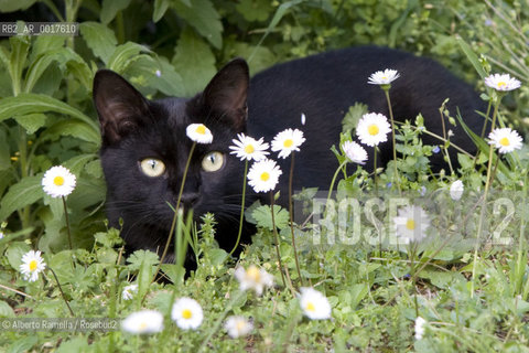 gatto europeo nero in un prato con margherite ©Alberto Ramella/Rosebud2