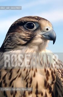 an hawk in the wild ©Alberto Ramella/Rosebud2