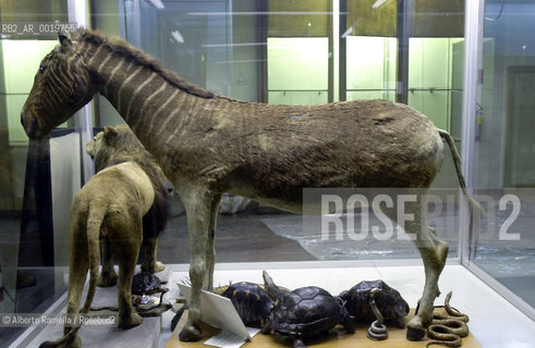 museo di zoologia di torino, museo scienze naturali-cavallo zebra ©Alberto Ramella/Rosebud2