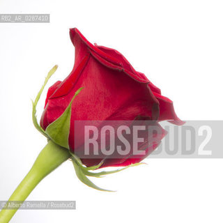 ROSA ROSSA - RED ROSE - san valentino ©Alberto Ramella/Rosebud2