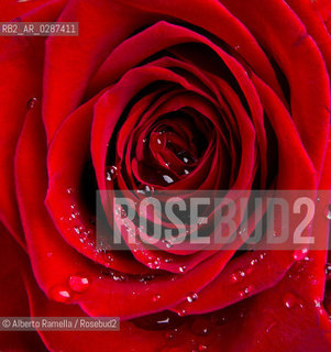 ROSA ROSSA - RED ROSE - san valentino ©Alberto Ramella/Rosebud2