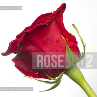 ROSA ROSSA - RED ROSE - san valentino ©Alberto Ramella/Rosebud2