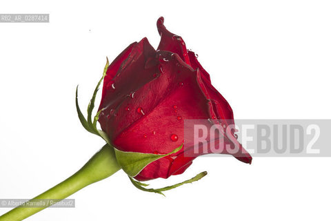 ROSA ROSSA - RED ROSE - san valentino ©Alberto Ramella/Rosebud2