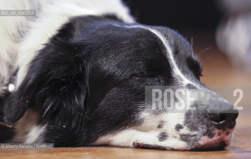 10.10.15, Torino, Portici di Carta 2015, lucky il cane di Paolo COGNINI ©Alberto Ramella/Rosebud2